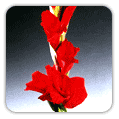 GLADIOLI (Gladiolus)