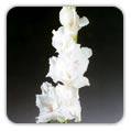 GLADIOLI (Gladiolus)