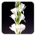 TUBEROSE (Polianthes Tuberosa)