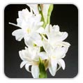 TUBEROSE (Polianthes Tuberosa)