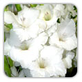 GLADIOLI (Gladiolus)